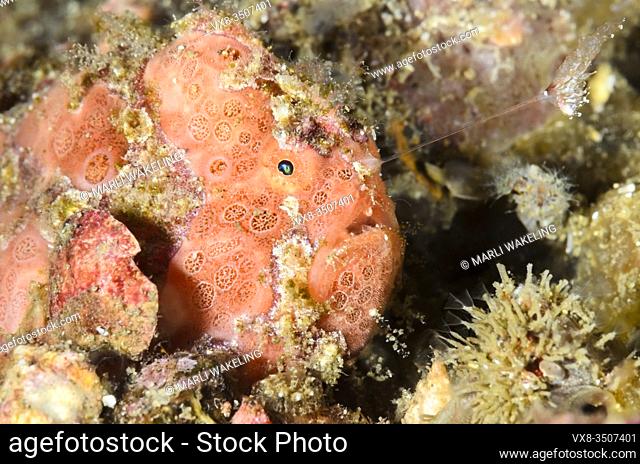 Painted frogfish, Antennarius pictus, hunting with its lure, or esca, Lembeh Strait, North Sulawesi, Indonesia, Pacific