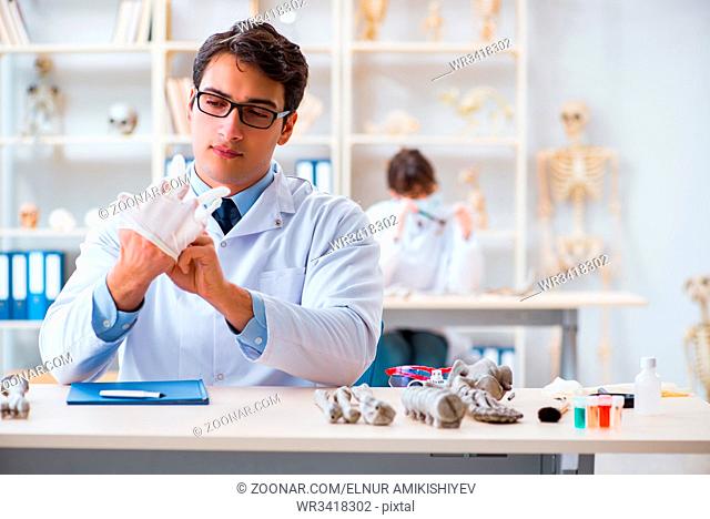 Professor studying human skeleton in lab
