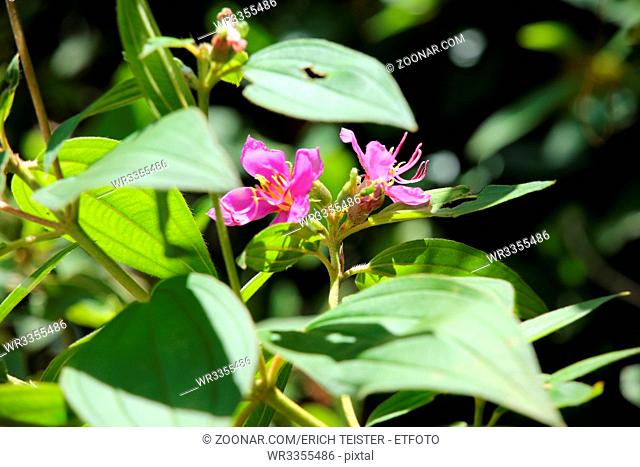 Indischer Rhododendron, Singapur-Rhododendron (Melastoma malabathricum), Pintuyan, Panaon Island, Southern Leyte, Philippinen
