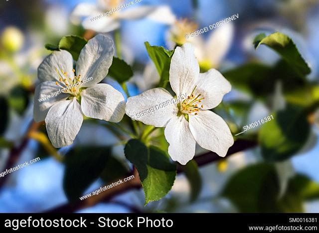 Beautiful flowering apple trees. background with blooming flowers in spring day. selective focus and bokeh