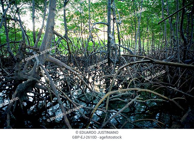 Swamp, Planície Intertidal, Intertide River Mar, Canavieiras, Bahia, Brazil