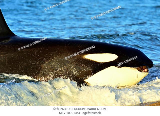 Orca / Killer Whale (Orcinus orca). hunting South American Sea Lion - series 1 of 4 - Peninsula Valdes, Patagonia, Argentina, South Atlantic