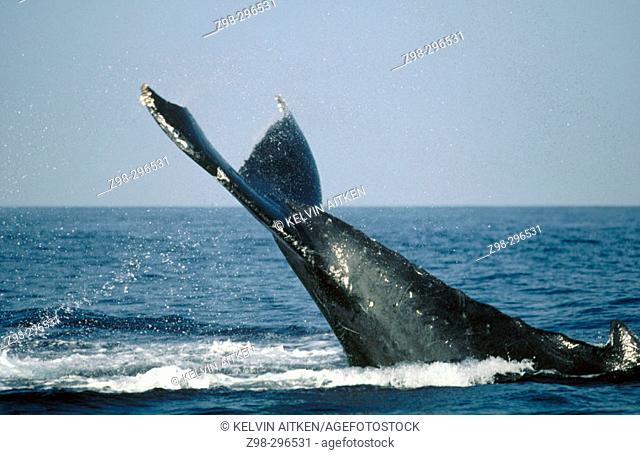 Humpback whale (Megaptera novaeangliae) tail flukes. Breeding migration from Polar to Tropics. All oceans