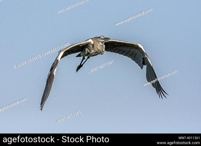 Grey heron, Ardea cinerea, flying