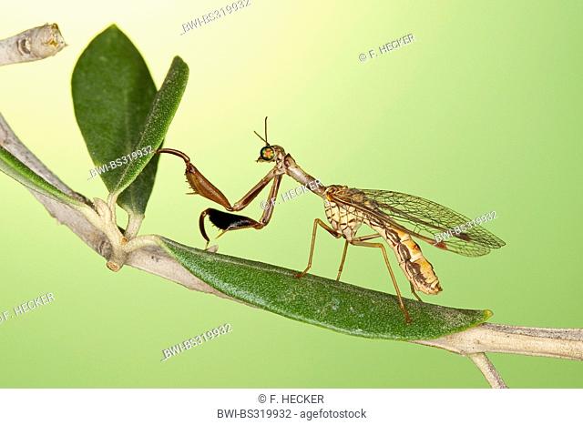 Mantis fly (Mantispa styriaca, Poda pagana, Mantispa pagana), sitting on a branch
