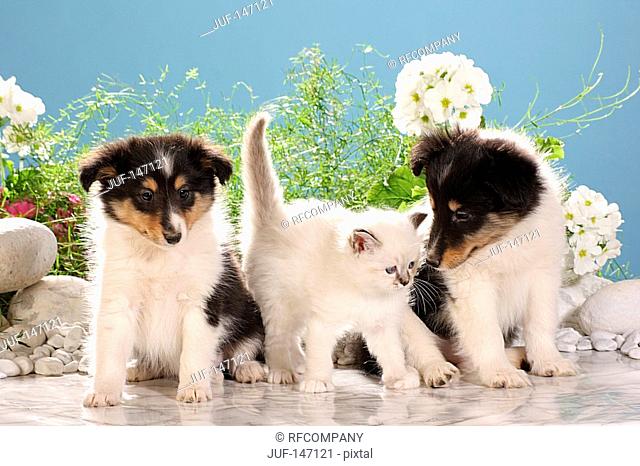 animal friendship: sacred cat of burma kitten and two sheltie puppies