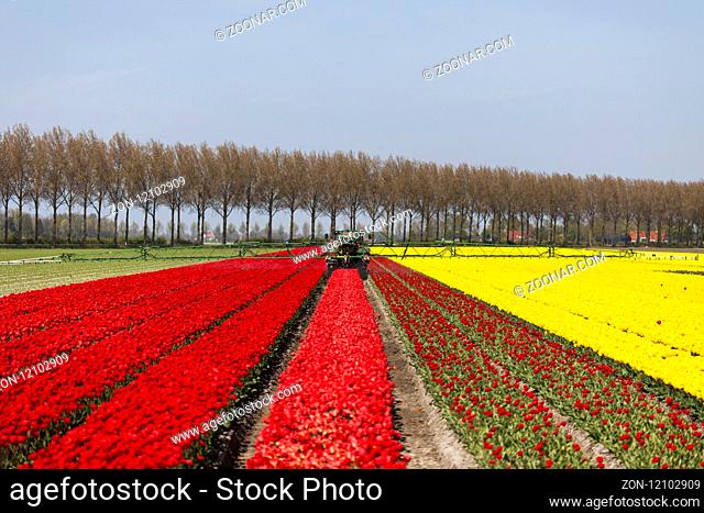 Tulips, colorful background