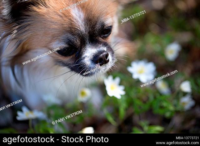 Chihuahua, long-haired young dog, smelling flowers, forest, May, Finland