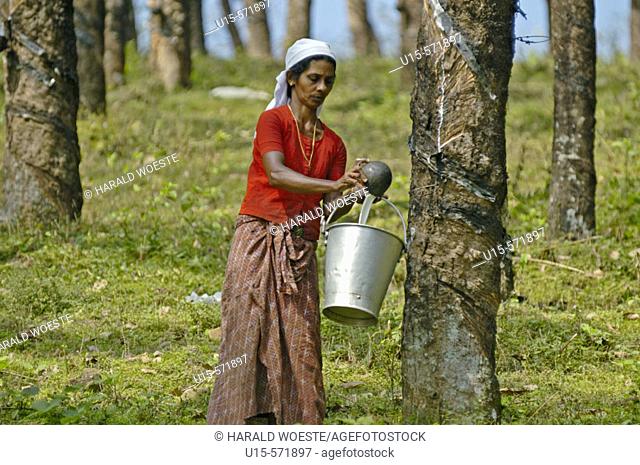 Indian woman collecting gum on a gum-tree plantation between Kottayam and Periyar. Kerala, India 2005