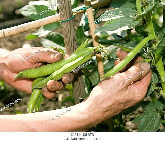Hands picking beans in garden