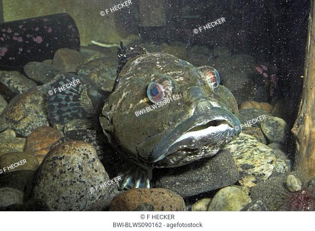 Father Lasher, shorthorn sculpin, bull rout, bull-rout, short-spined seascorpion Myoxocephalus scorpius, Cottus scorpius