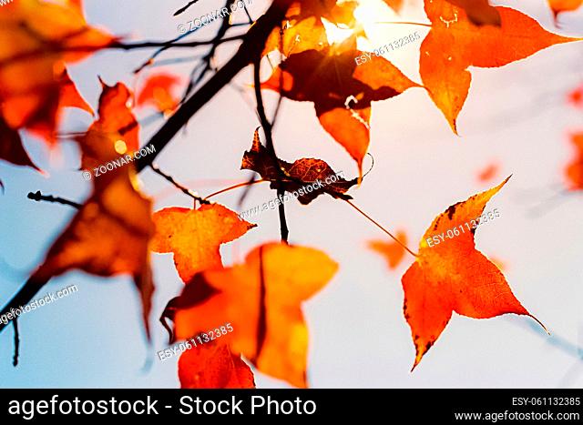 Close up of Bright colored Orange and Yellow leaves during Autumn Fall season on a sunny day