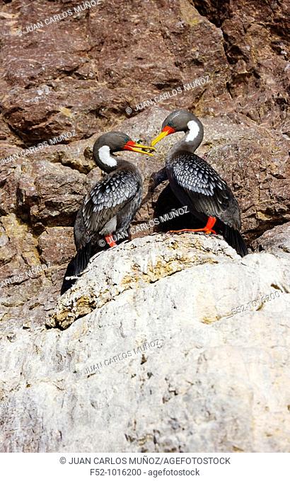 Gray Cormorant. Phalacrocorax gaimardi. Ria Deseado. Puerto Deseado. Patagonia. Argentina