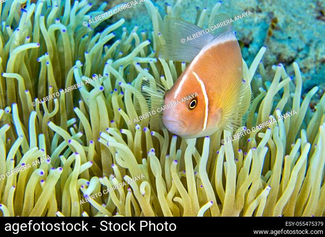 Pink Anemonefish, Amphiprion perideraion, Magnificent Sea anemone, Ritteri anemone, Heteractis magnifica, Bunaken National Marine Park, Bunaken, North Sulawesi