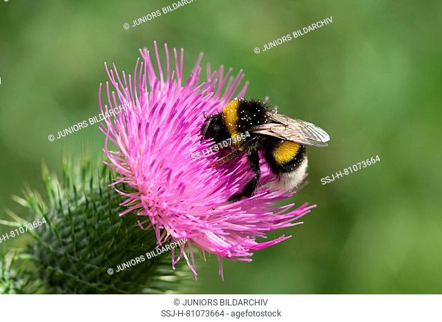 Buff-tailed Bumble Bee (Bombus terrestris) drinking nectar from a flower of a Bull Thistle (Cirsium vulgare). Germany