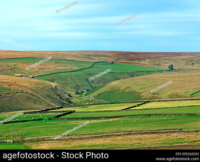 A panoramic sunlit pennine landscape with small valleys between rolling hills with typical yorkshire dales stone walls and farmhouses and sheep grazing in the...
