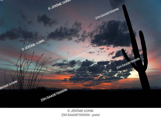 USA, Arizona, Saguaro National Park at twilight