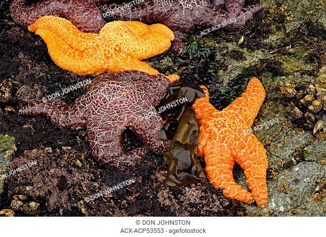 Ochre sea stars Pisaster ochraceus at low tide, Hope Island, Vancouver Island, British Columbia, Canada