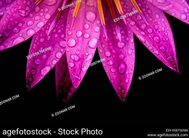 Close up water lily with water drops isolated on black background