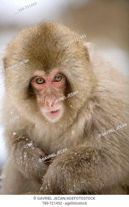 Japanese Snow Monkey (Macaca fuscata)