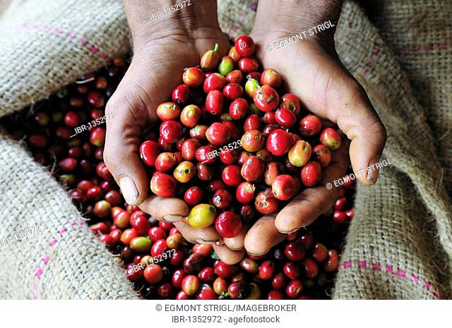 Fresh red coffee berries presented by two hands, Jimma, Kaffa Region, Oromiya, Ethiopia, Africa