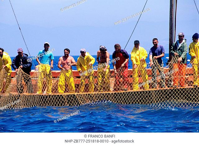 Fishermen (tonnaroti) lifting the net of the camera della morte to the surface with inside northern bluefin tuna, Thunnus thynnus, Vulnerable (IUCN), Carloforte