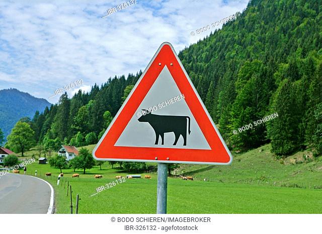 Traffic sign, caution cattle crossing