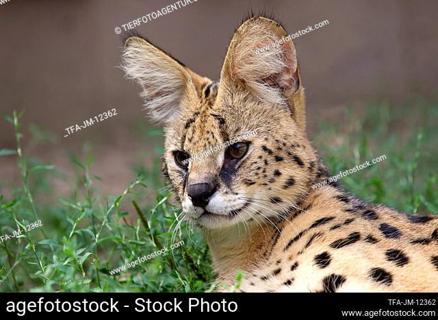 adult Serval