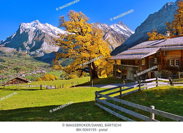 Alpine hut with autumn-coloured Sycamore maple (Acer pseudoplatanus) above Grindelwald, behind it Wetterhorn and Schreckhorn, Grindelwald, Canton Bern