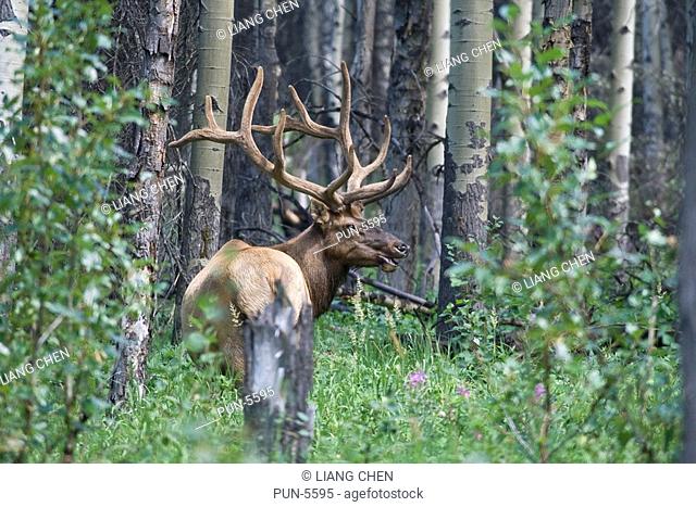 A male elk with huge horn feeding himself in the woods in Jasper National Park