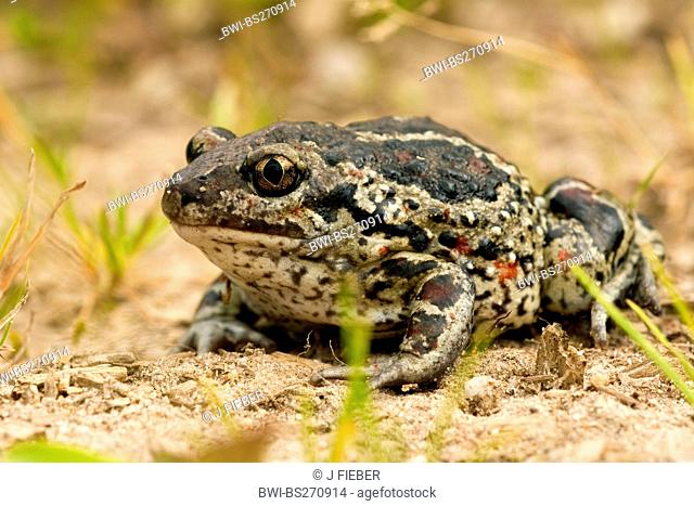 common spadefoot, garlic toad Pelobates fuscus, sitting of dry ground , Germany, Rhineland-Palatinate