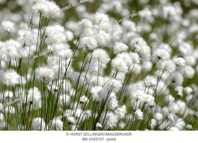 Blooming Hare's-tail Cottongrass, Tussock Cottongrass or Sheathed Cottonsedge (Eriophorum vaginatum), Inntal, Voralpenland, Raubling, Upper Bavaria, Bavaria