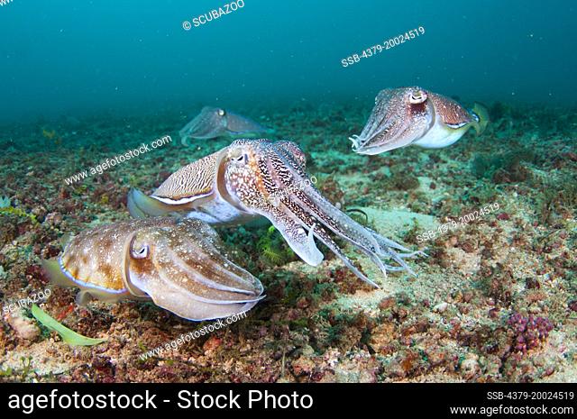 Four Pharoah Cuttlefish, Sepia pharaonis, interacting together close to the seabed, Taliabu Island, Sula Islands, Indonesia