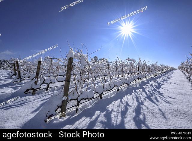 Snow-covered vineyards under the Montsant mountain range, near La Morera de Montsant village (Priorat, Tarragona, Catalonia, Spain)