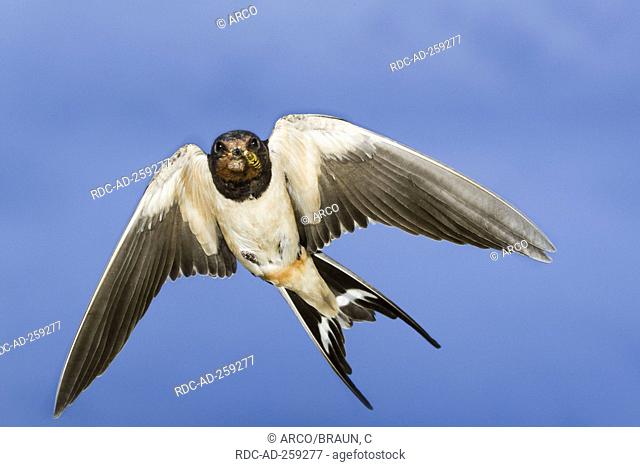Barn Swallow with prey Germany Hirundo rustica