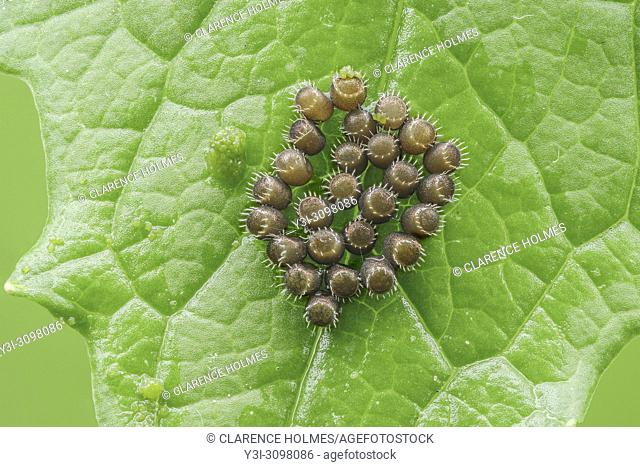 Unhatched eggs of a Spined Soldier Bug (Podisus maculiventris) wait to hatch on the surface of a leaf