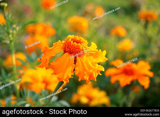 Marigold flowers. Tagetes flowers in the meadow in the sunlight. Yellow and orange marigold flowers in the garden