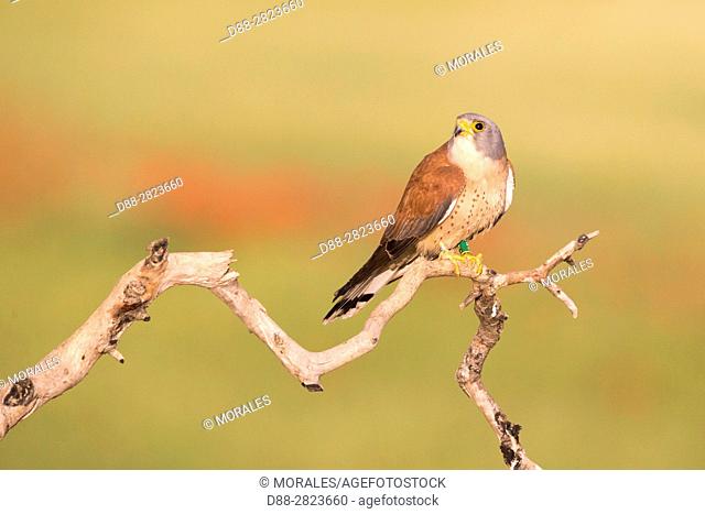 Europe, Spain, Catalogna, Lesser Kestrel, Male perch on a branch near the artificial cavity of a building entirely constructed for the nesting of these birds...