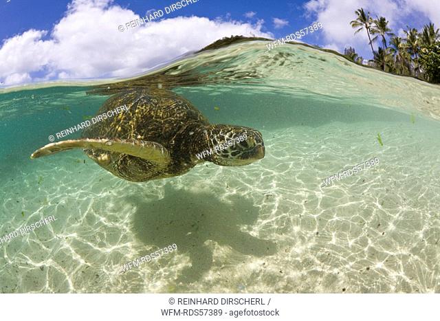Green Turtle, Chelonia mydas, Oahu, Pacific Ocean, Hawaii, USA