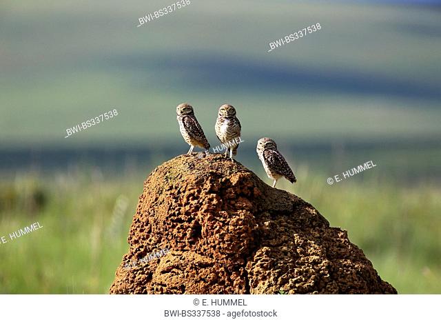 Burrowing Owl (Speotyto cunicularia, Athene cunicularia), three burrowing owls on a termite hill in a meadow, Brazil, Serra da Canastra National Park