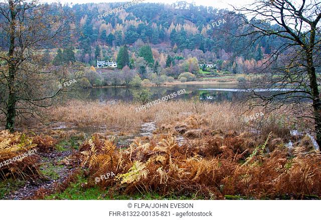 View of lake habitat, Lower Lake, Wicklow Way Walking Route, Glendalough Valley, Wicklow Mountains N P , County Wicklow, Ireland, november