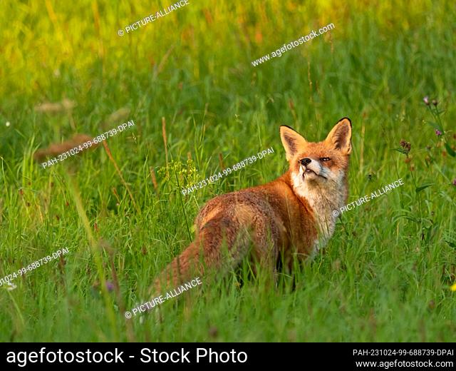 10 de septiembre de 2023, Berlín: 10.09.2023, Berlín. Un zorro (Vulpes vulpes) está sobre un prado en un parque y pega su nariz en el viento al tiempo