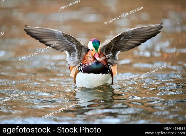 Mandarin duck (Aix galericulata) shaking wings, wildlife, Bavaria, Deutschlnad, Europe