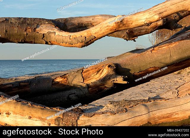 Fischland, Darß, west beach in the evening light, uprooted trees