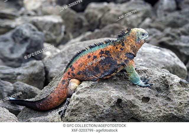 Brightly-colored marine iguana Amblyrhynchus cristatus venustissimus, an endemic species on Floreana Island, Galapagos Islands, Ecuador