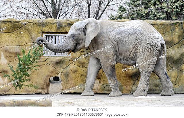 African elephants in Dvur Kralove nad Labem zoo got from their keepers popular yearly delicatessen in the form of unsold Christmas trees on January 10