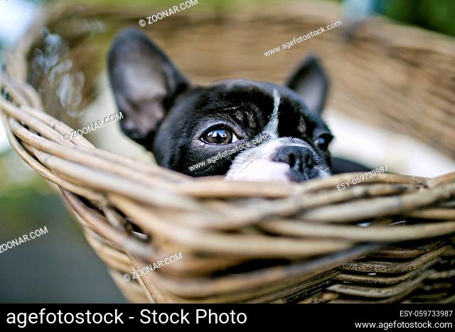 Portrait of a Young Boston Terrier riding in basket on Bicycle with lamb skin