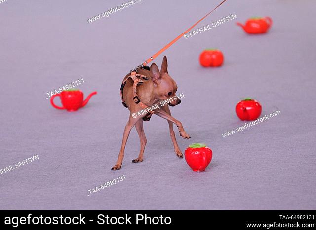 RUSSIA, MOSCOW REGION - NOVEMBER 19, 2023: Russian Toy Terrier is seen during scent work demonstration as part of an exhibition show at the Eurasia Dog Show...