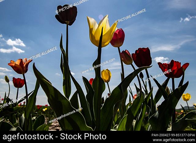 27 April 2020, Lower Saxony, Göttingen: Flowering tulips stand on a flower meadow for you to pick yourself. Photo: Swen Pförtner/dpa