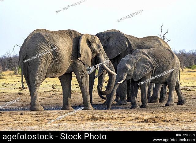 African elephant (Loxodonta africana), group, Savuti, Chobe National Park, Botswana, Africa